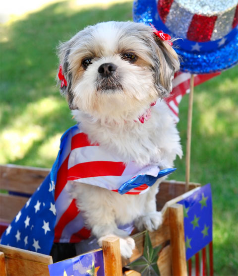 Dog, on a decorated cart, with American flag colors coat and hat.